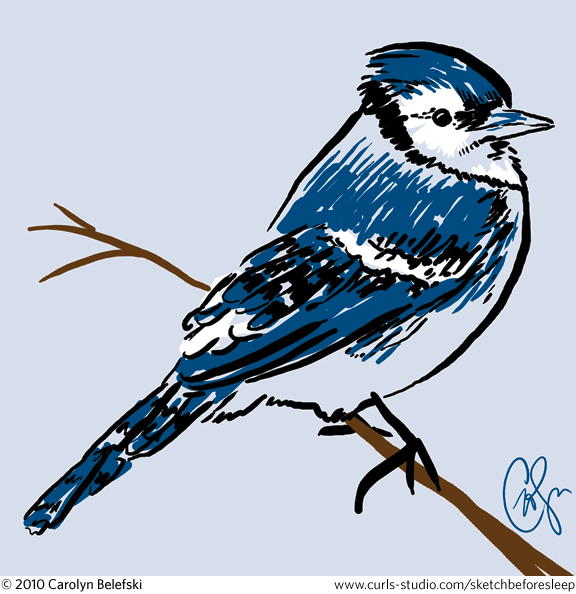 bluejay_belefski