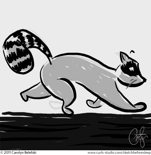 raccoon_belefski